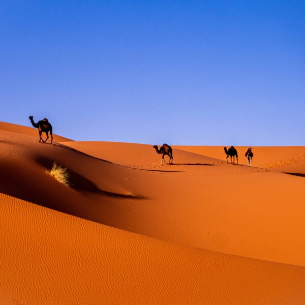 Tours From Laayoune