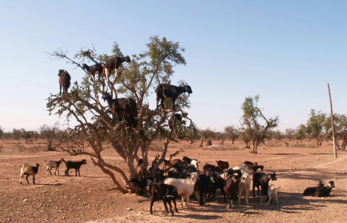 6 day agadir desert tours